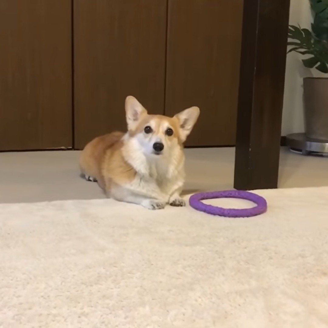 クールビューティーなミミちゃん