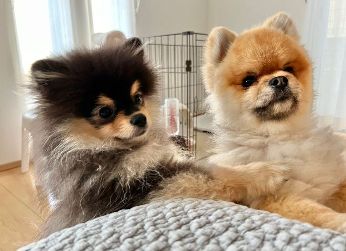 飼い主さんと遊びたい秋田くんと小町ちゃん