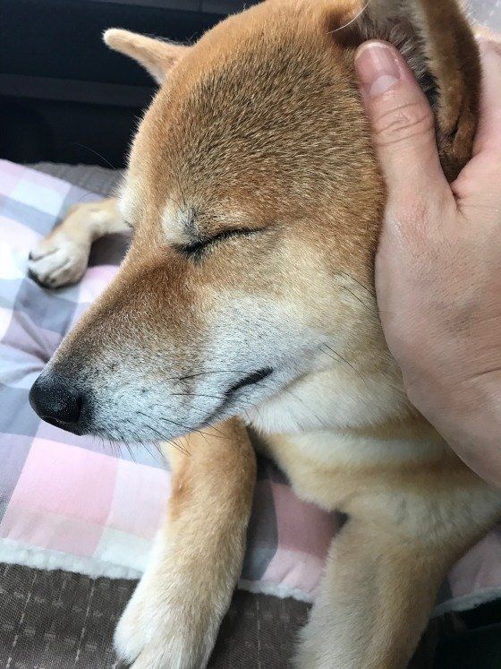 耳マッサージをしている柴犬