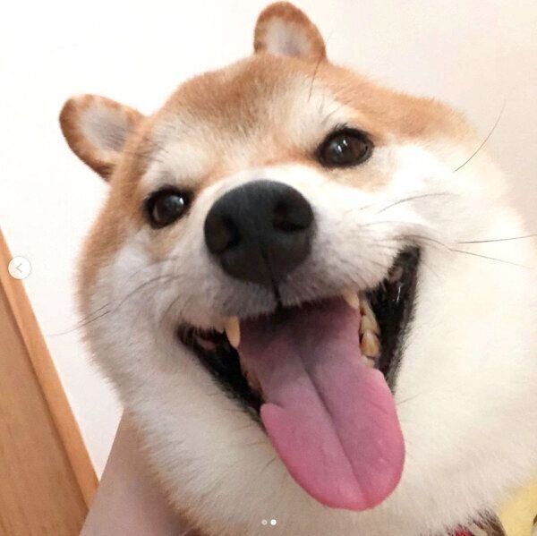 笑顔のこてつくん