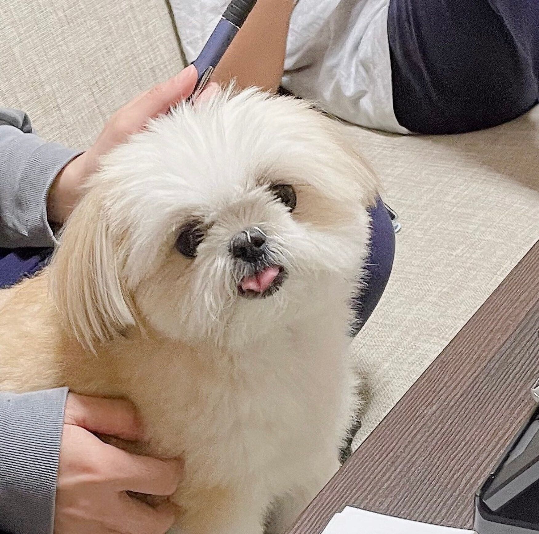 Zoom会議中に「テヘペロ」をするミカンちゃん