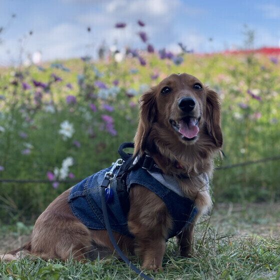 ひたち海浜公園を楽しむちゃちゃまるくん