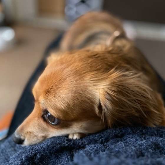 犬も ふぅ とため息をつくことがある その理由を解説 いぬのきもちweb Magazine