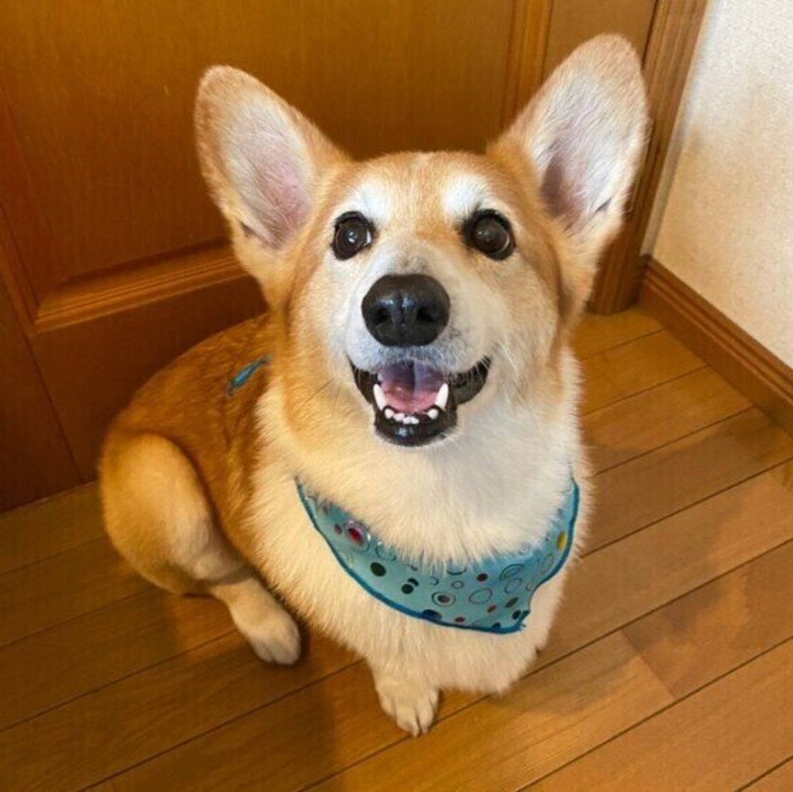 獣医師監修 犬がゴハンを食べない 考えられる5つの原因と対処法を解説 いぬのきもちweb Magazine 獣医師監修 犬がゴハンを食べない 考えられる5つの原因と対処法を解説 いぬのきもちweb Magazine