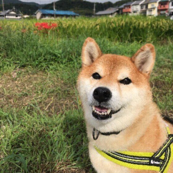 柴犬