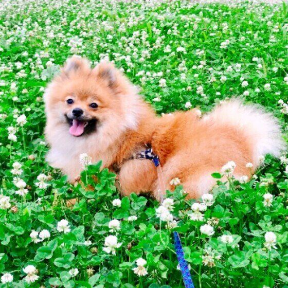 ポメラニアンのPommeちゃんの笑顔