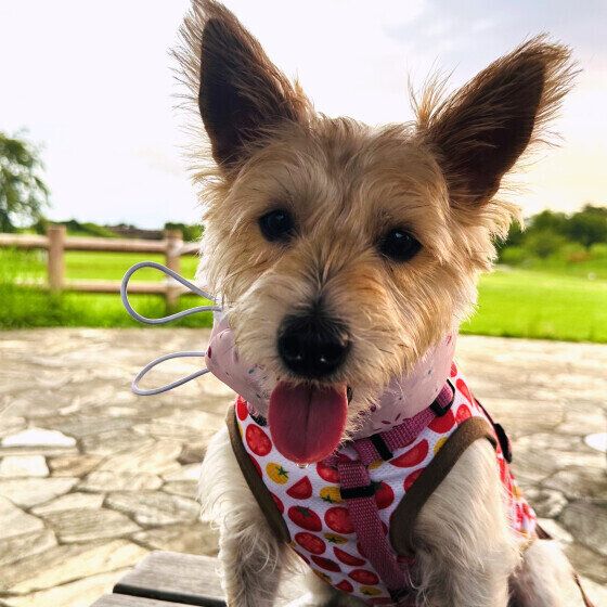 ネッククーラを巻いてお散歩中のジャック・ラッセル・テリア