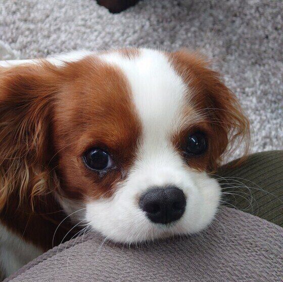 犬パラインフルエンザ感染症 ってどんな病気 いぬのきもちweb Magazine