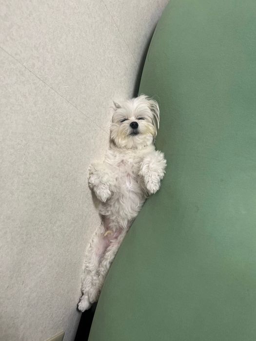 挟まって寝ているくぅちゃん