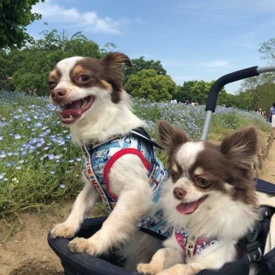 カートでお散歩中のチワワ