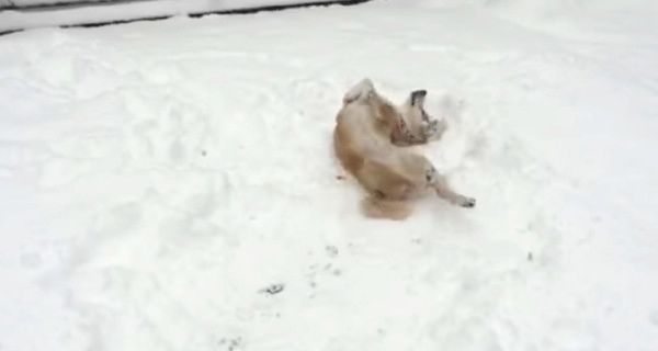 雪で遊ぶ犬
