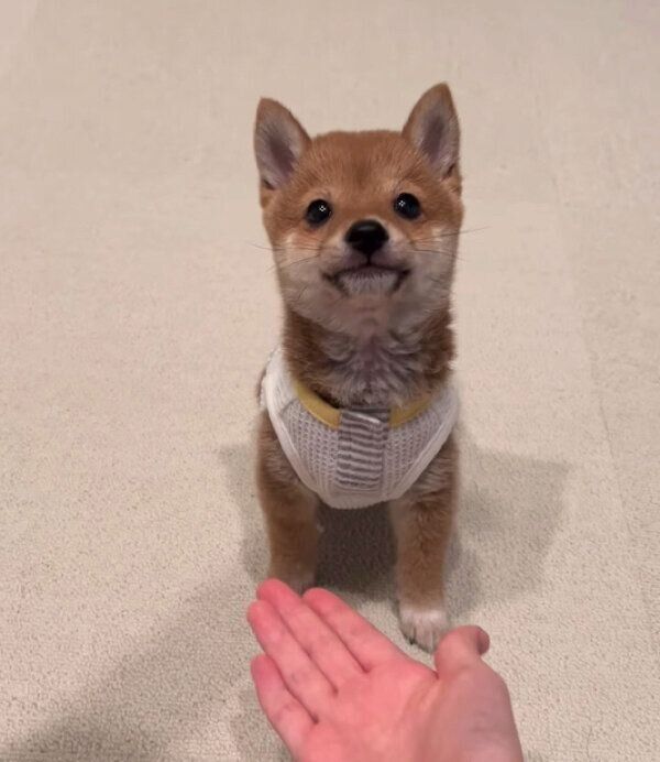 オスワリするこうめちゃん