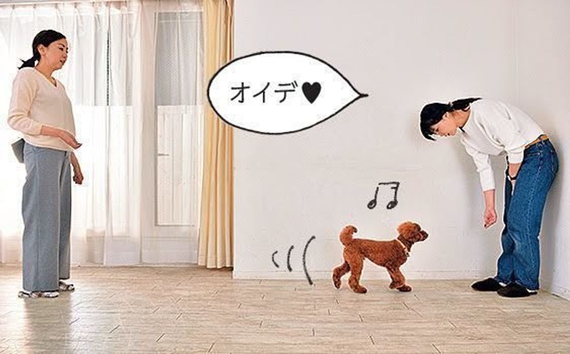 どうせ遊ぶなら 愛犬との信頼関係が深まる室内遊びを いぬのきもちweb Magazine どうせ遊ぶなら 愛犬との信頼関係が深まる室内遊びを いぬのきもちweb Magazine