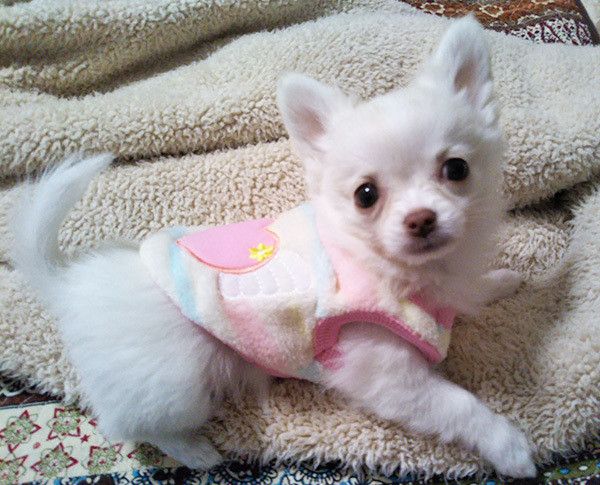 見つめるチワワ