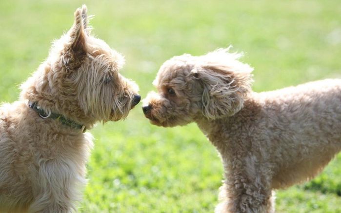 「傾聴飼育」セミナーで映された犬同士のあいさつ