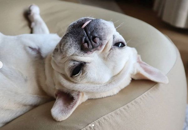 ごろ〜んと寝転がるフレンチ・ブルドッグ