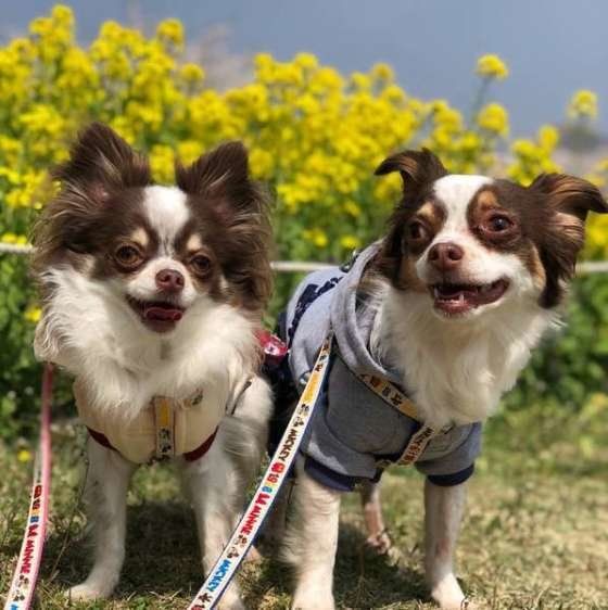 可愛い2頭のチワワと菜の花