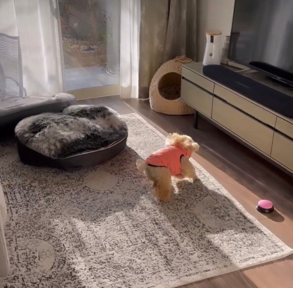 家の中を駆け回るくるみたん