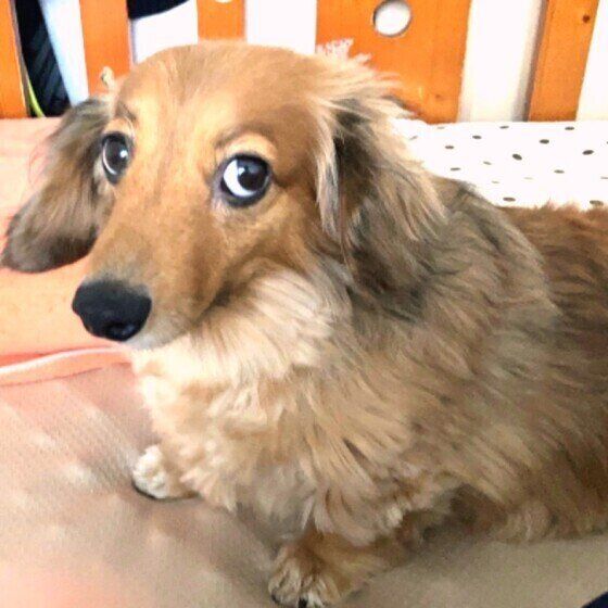 ドッグフードは「使い切れる量」の購入と「密閉」での保管がポイント いぬのきもち