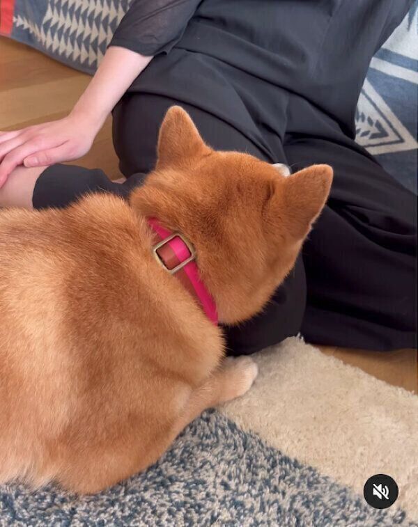 飼い主さんの妹さんにくっつくあんこちゃん