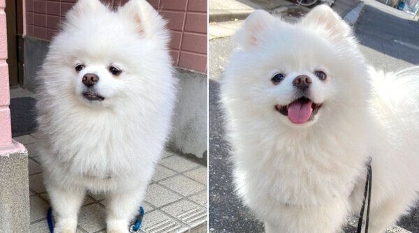 表情の差がすごいレイちゃん