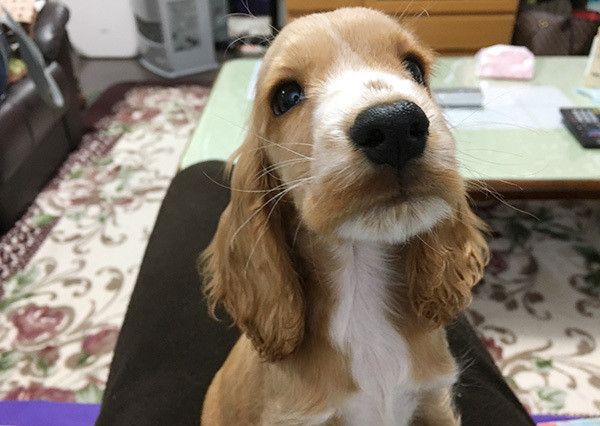 見つめるイングリッシュ・コッカー・スパニエル