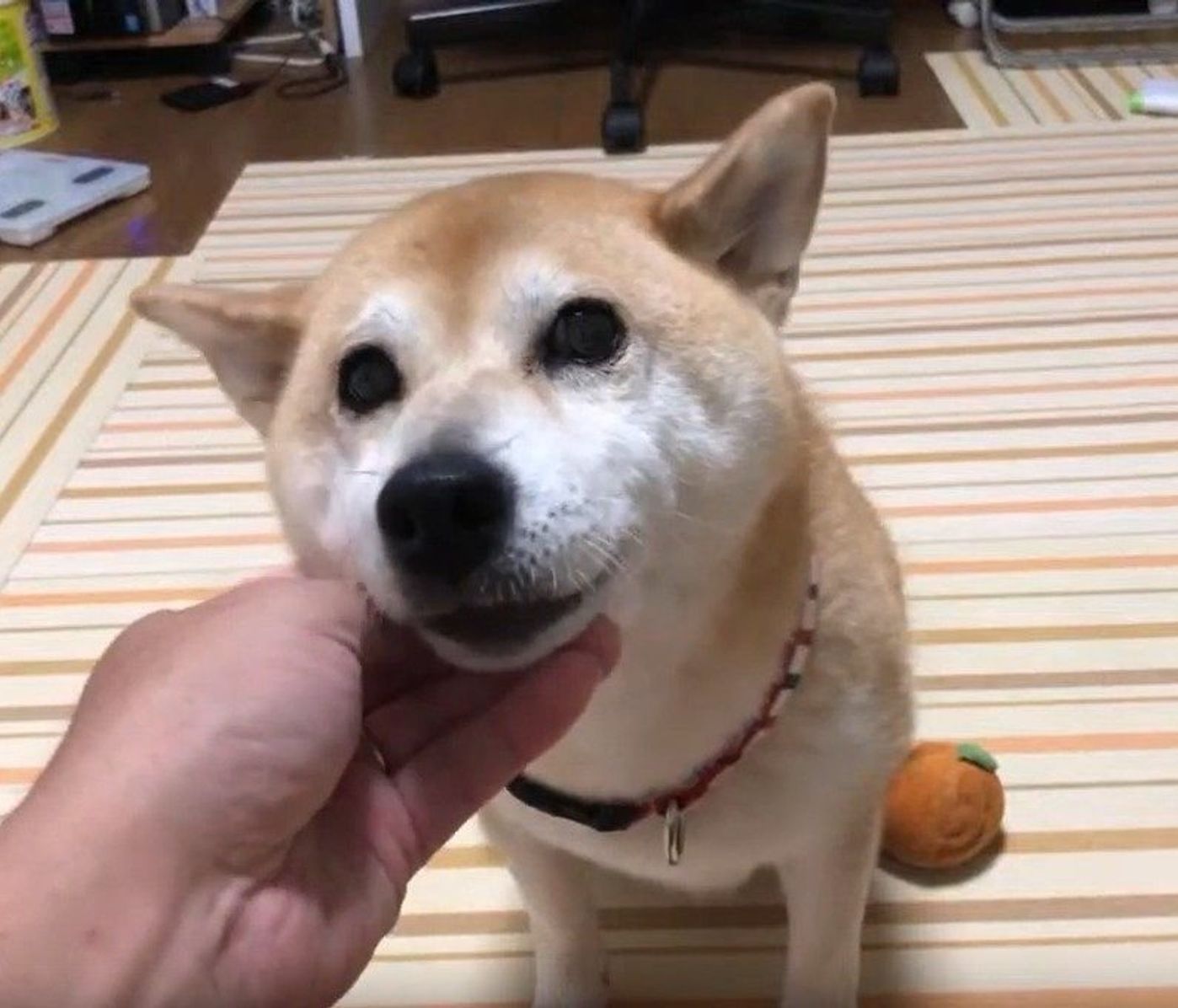 柴犬のライブ配信 しっかりカメラ目線であっぱれ いぬのきもちweb Magazine 柴犬のライブ配信 しっかりカメラ目線であっぱれ いぬのきもちweb Magazine