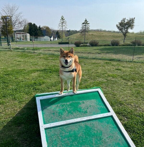 ドッグランで遊ぶ文太くん