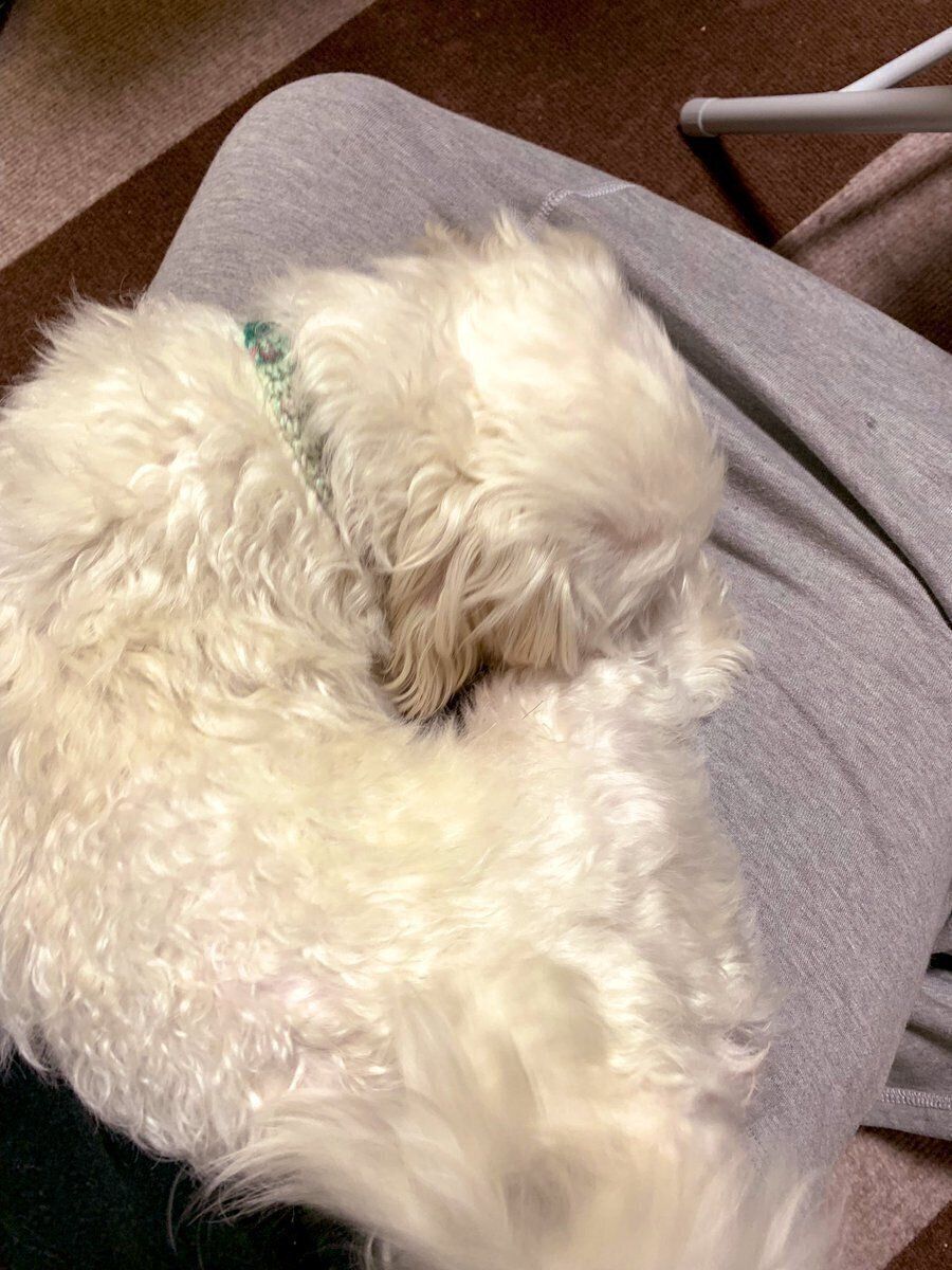 愛犬に乗られたときの上手な切り返し方 下りて と言っても大丈夫 いぬのきもちweb Magazine