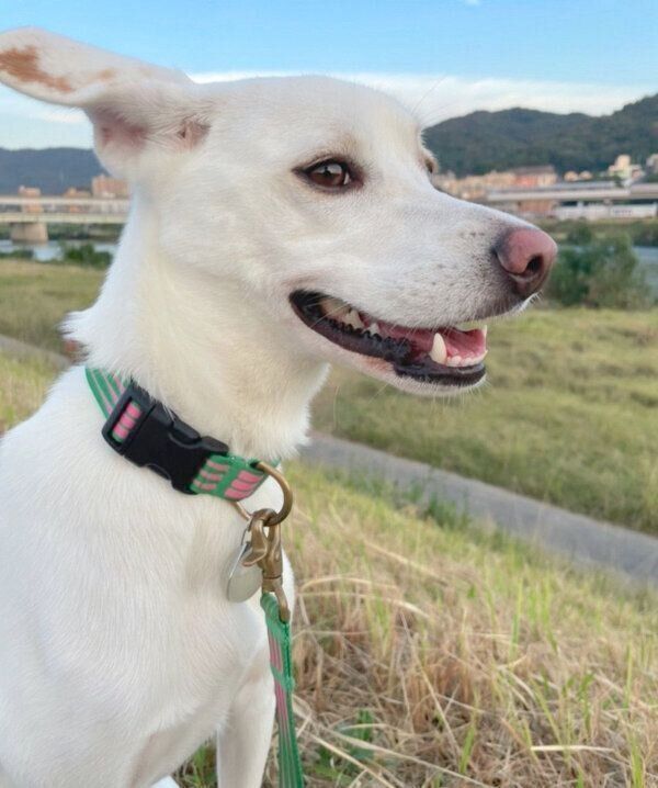 風が気持ちよさそうなこうめちゃん