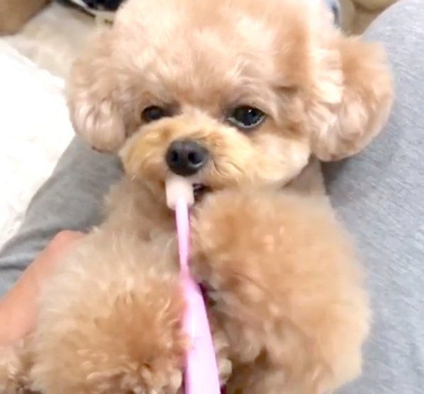 歯磨きをするトイ・プードル