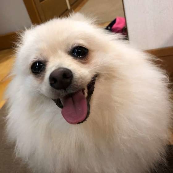 笑顔のポメラニアン