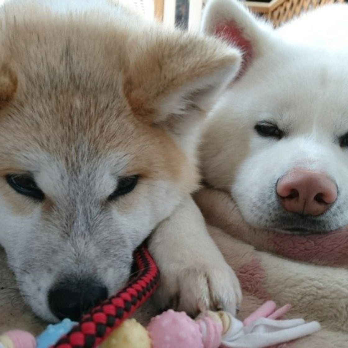 獣医師監修 秋田犬を飼いたい方必見 子犬の相場や選び方 手に入れる方法は いぬのきもちweb Magazine 獣医師監修 秋田犬を飼いたい方必見 子犬の相場や選び方 手に入れる方法は いぬのきもちweb Magazine