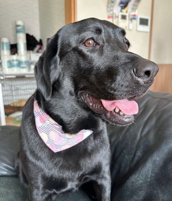 笑顔が可愛らしいぽこちゃん