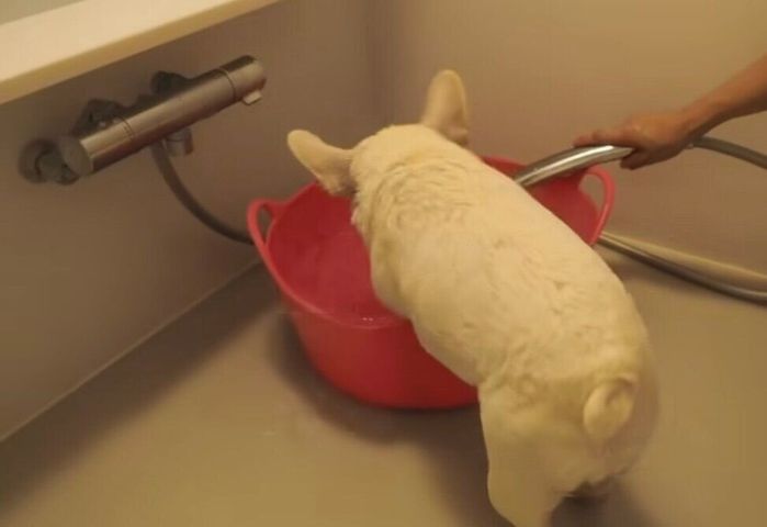 温かいお風呂に自分から入るきなこちゃん