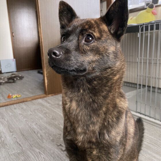 おすわりしている甲斐犬 いぬのきもちWEBMAGAZINE