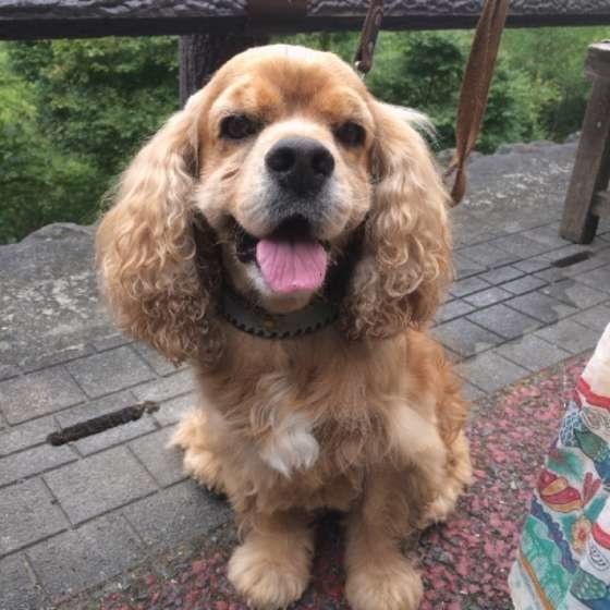 笑顔のアメリカン・コッカー・スパニエル