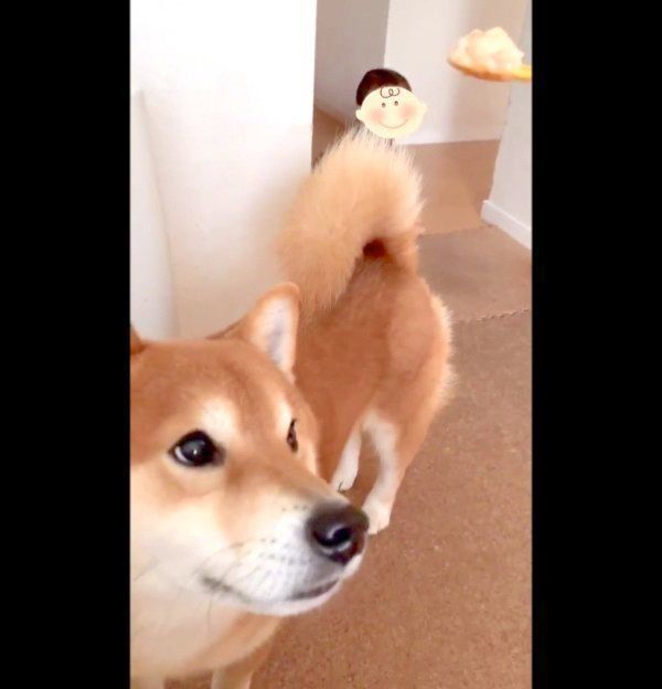 お目めをキラキラさせるこたろうくん