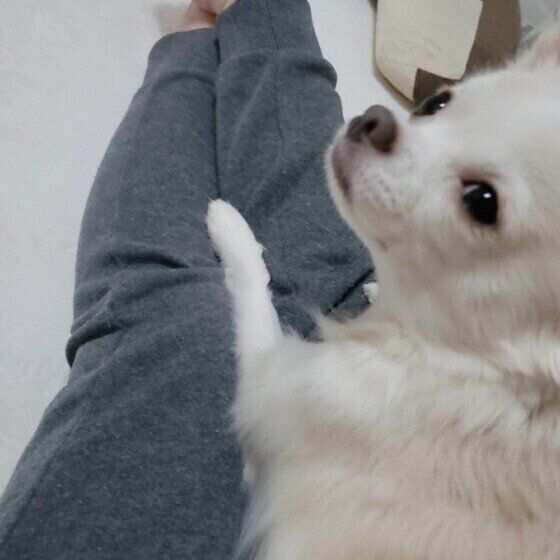 チワワのボルトくん