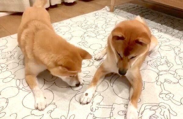 もずくくんのおやつを狙うわさびくん