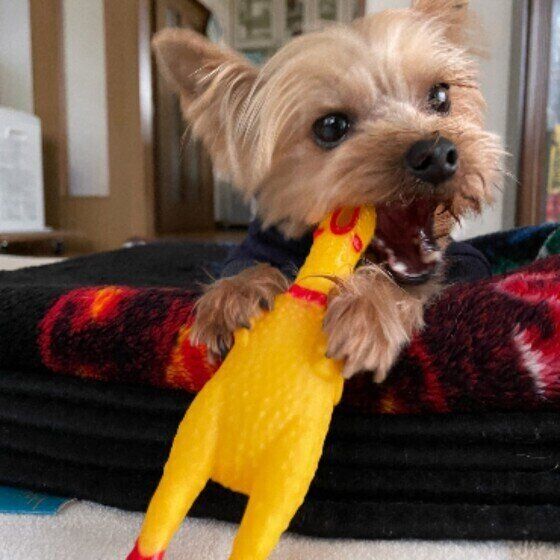 おもちゃで遊ぶヨークシャー・テリア