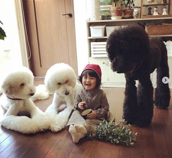 スタンダード・プードルと女の子