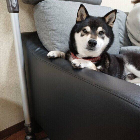 ソファに座る柴の男の子