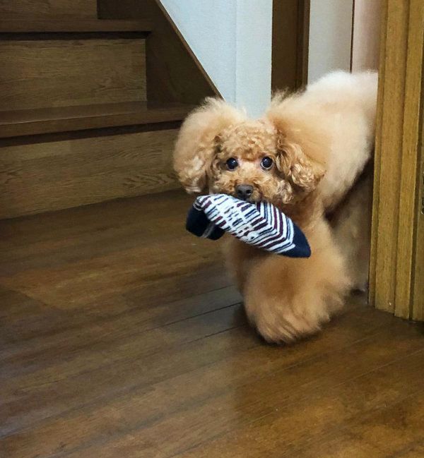靴下を盗むトイ・プードル