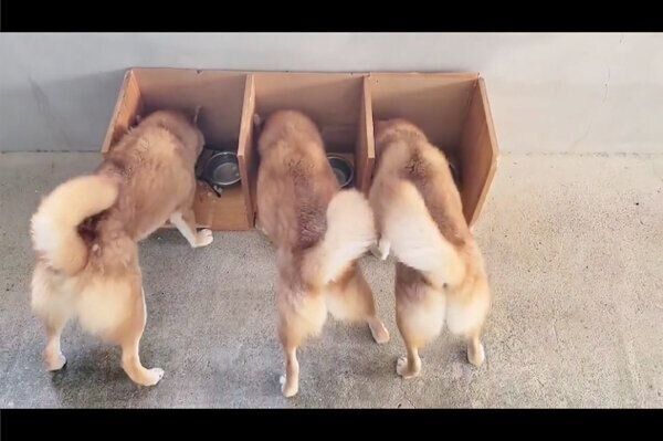 並んでごはんを食べるコイくん、トロくん、ウニくん