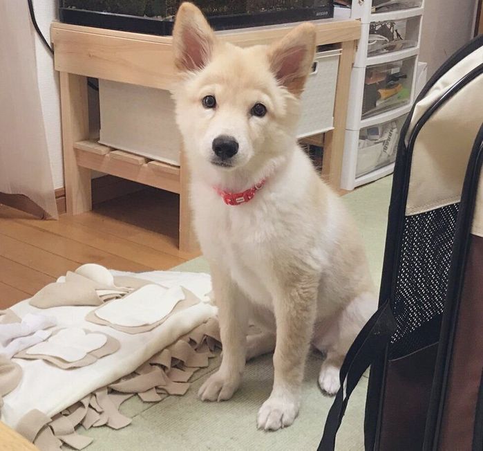 子犬時代のつるちゃん