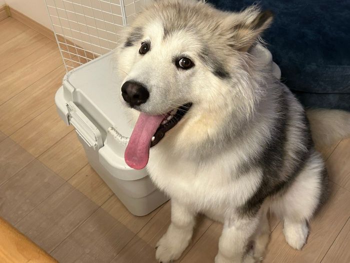 笑顔が可愛いフブキくん