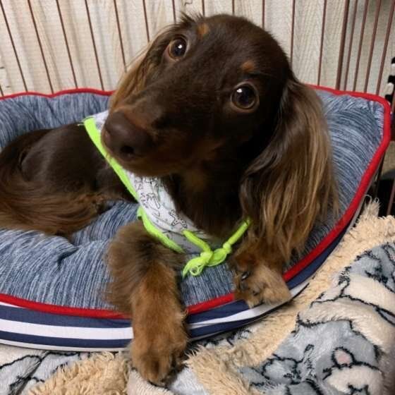 くつろぐカニーンヘン・ダックスフンド