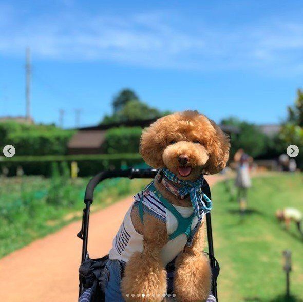 可愛いプー輔ちゃん