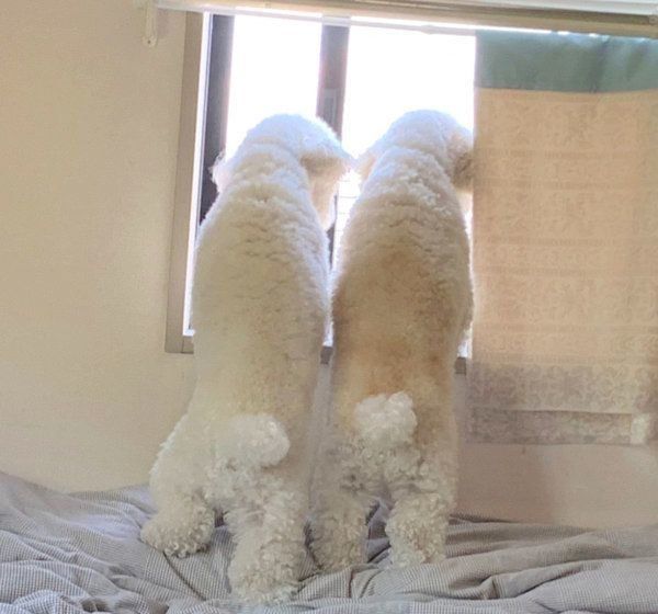 立ち姿がシンクロするはるちゃんとさくちゃん